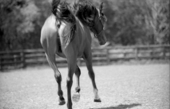 Exuberance