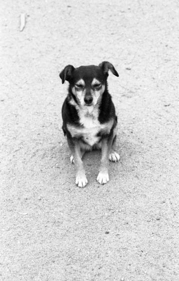 Pueblo_dog