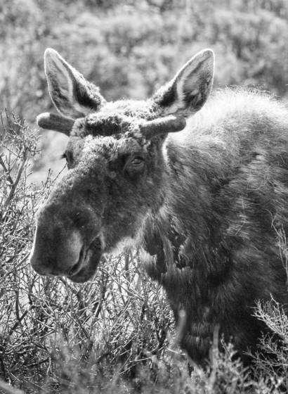 The_yearling