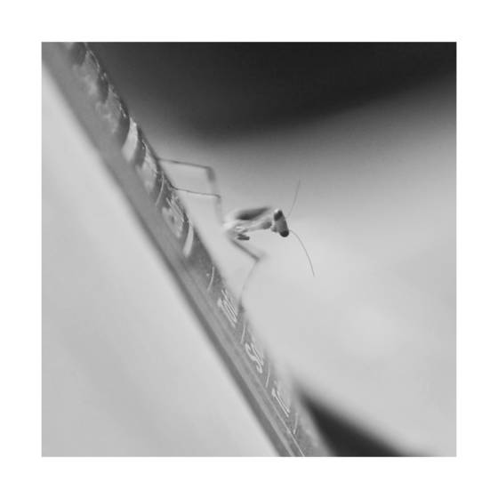 Unexpected_guest