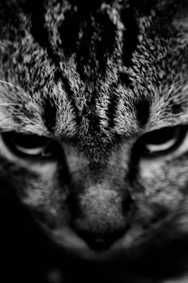 Fierce_eyes