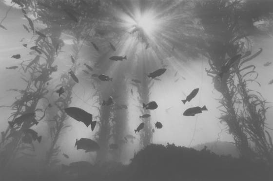 Hopkins_reef_monterey_bay