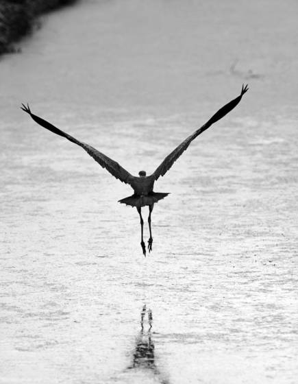 Distant_heron