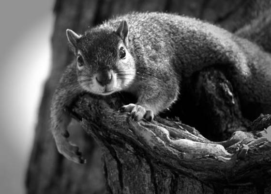 Lazy_day_squirrel