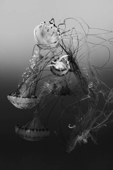 Immersion_dance__1