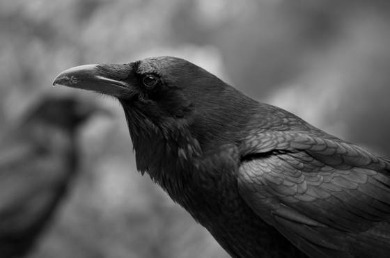 Ravens