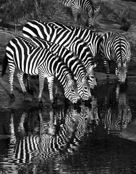 Zebra_reflections
