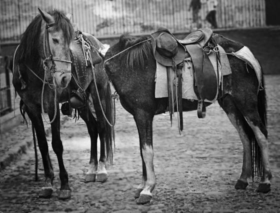 Headless_horse