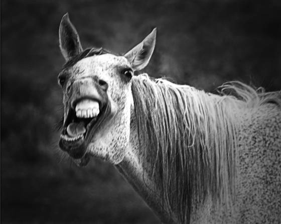 Hee_haw