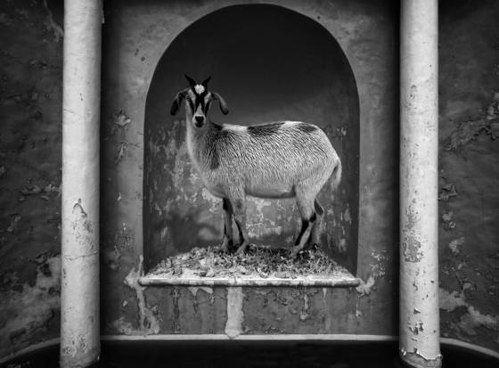 Goat_model_2009