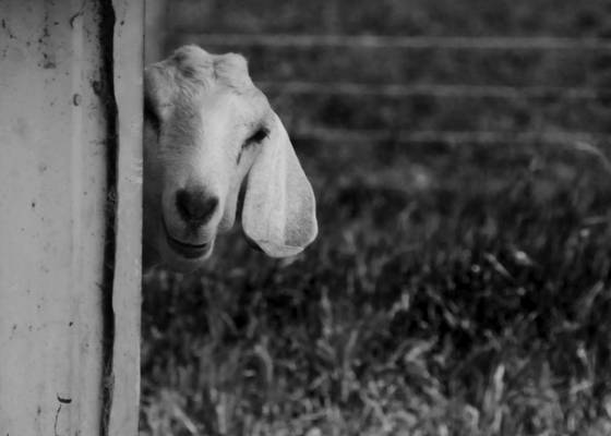 Goat_3