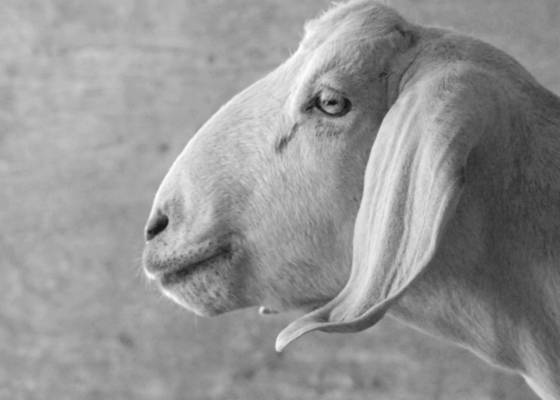 Goat_6