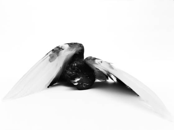 Fallen_angel
