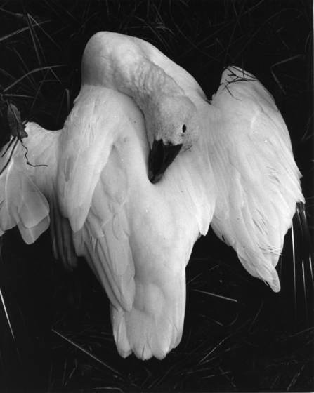 An_avians_end