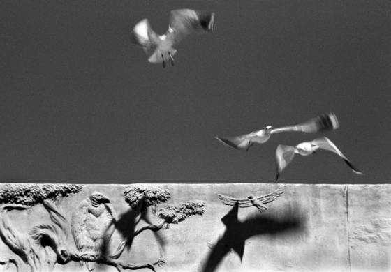 Bird_watch