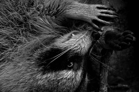 Racoon