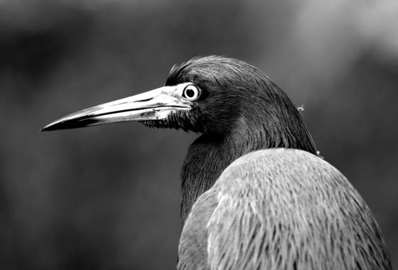 Blue_heron