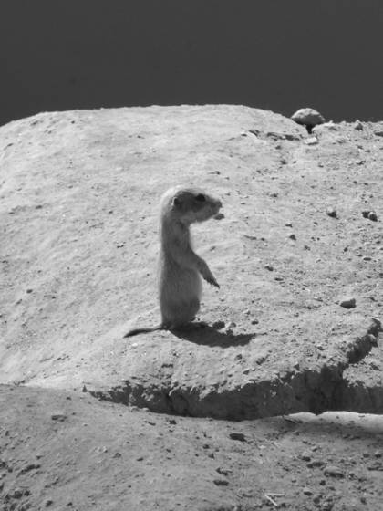Moon_unit_-_prarie_dog