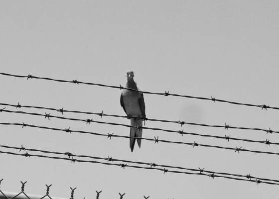 The_persecuted_pigeon