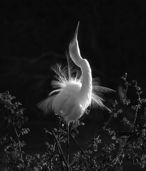 Egret