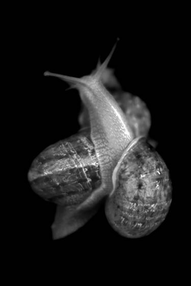 Snails