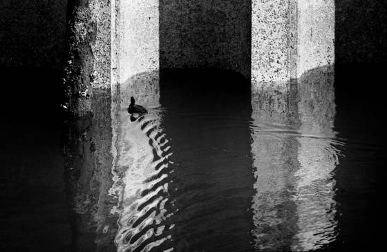 Duck_under_pier