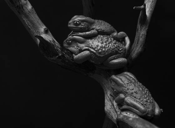 Tree_frogs