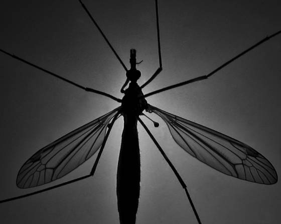 Bug_off