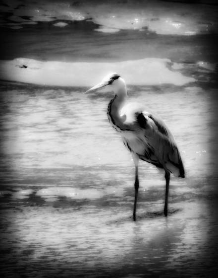 Stork