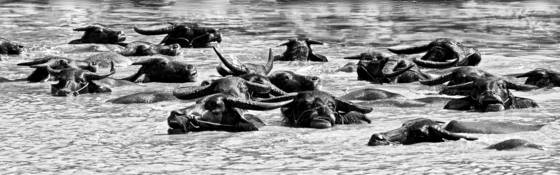 Buffalo_bath