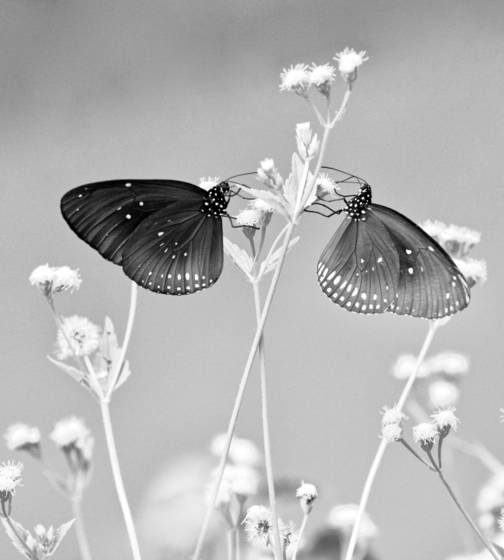 Butterfly_in_love