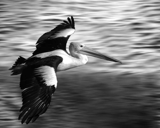 Soaring