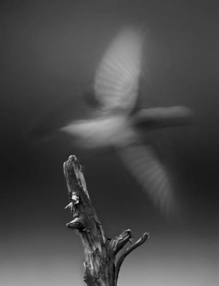 Flight