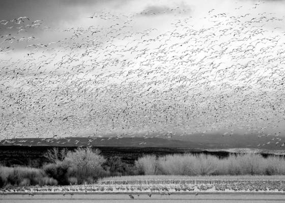 Snow_geese