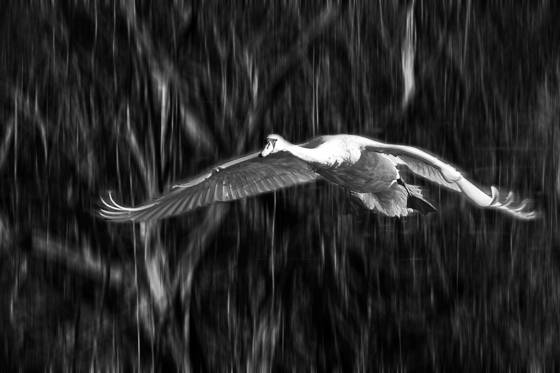 Swan_in_flight