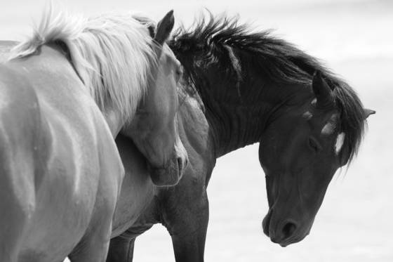 Mustang_couple