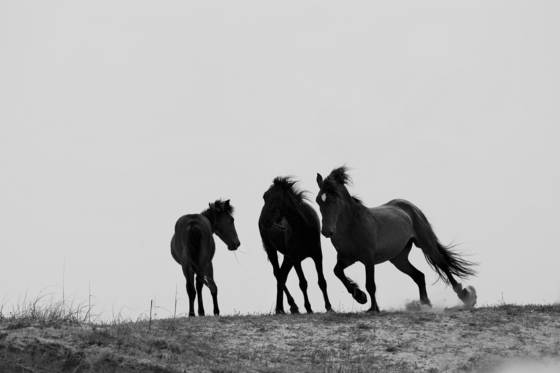 Mustangs_on_dune