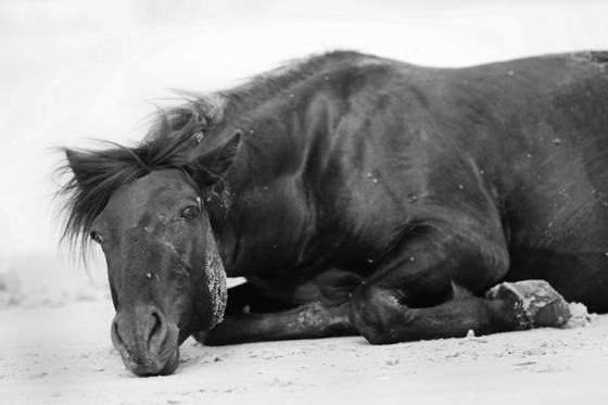 Obx_mustang_on_beach