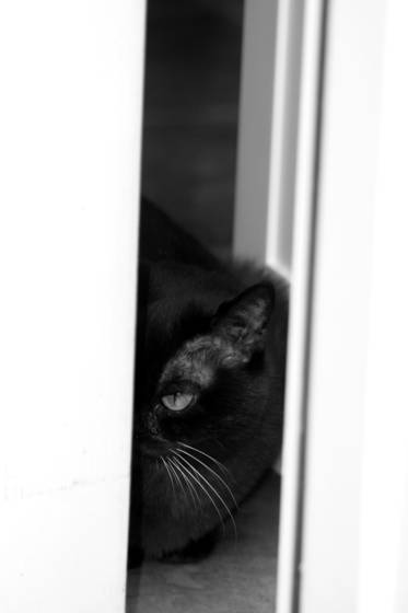 Sidney_hiding