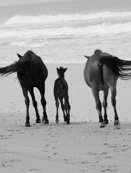Wild_mustang_family