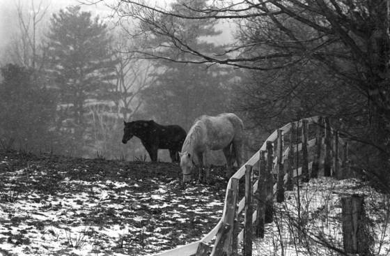 Two_horses_by_fence