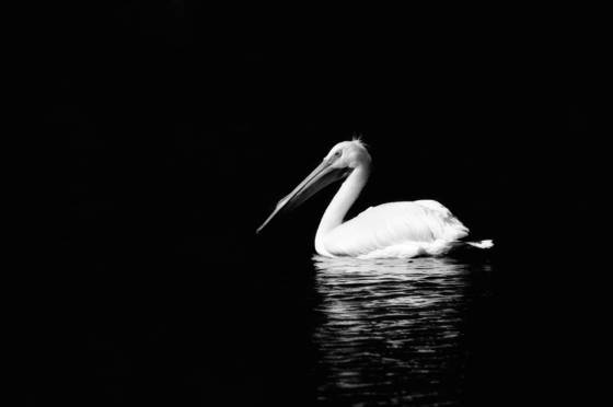 Indian_river_lagoon_white_pelican