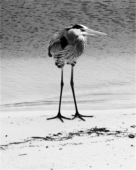 Beach_bum