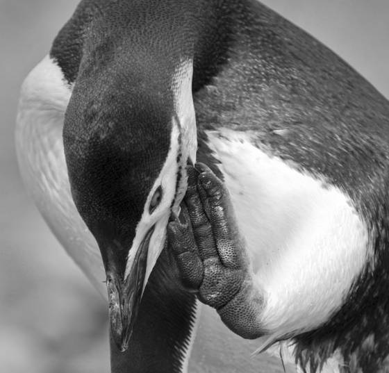 Chinstrap_penguin