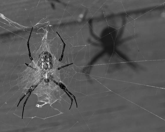 Argiope_and_shadow