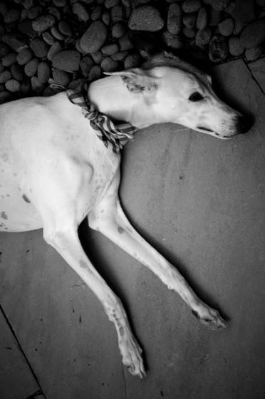 Greyhound
