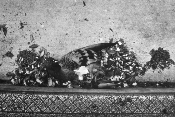 Pigeon