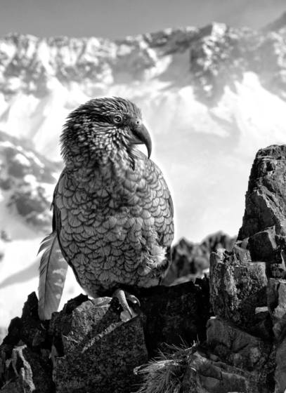 New_zealand_parrot