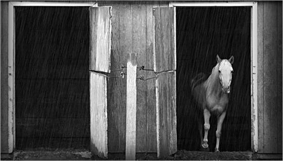 Horse_and_the_rain