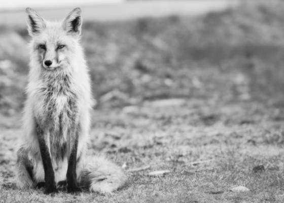 The_city_fox